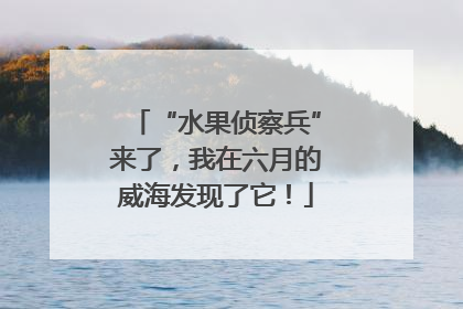 “水果侦察兵”来了，我在六月的威海发现了它！
