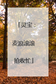 灵宝：麦浪滚滚抢收忙