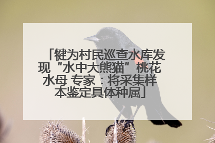 犍为村民巡查水库发现“水中大熊猫”桃花水母 专家：将采集样本鉴定具体种属