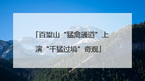 百望山“猛禽通道”上演“千猛过境”奇观