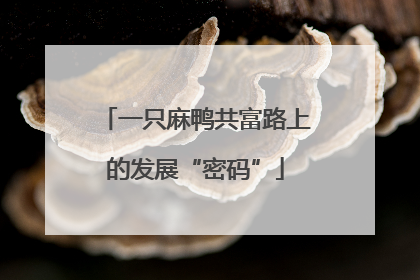 一只麻鸭共富路上的发展“密码”
