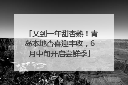 又到一年甜杏熟！青岛本地杏喜迎丰收，6月中旬开启尝鲜季