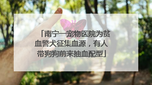 南宁一宠物医院为贫血警犬征集血源，有人带狗狗前来抽血配型