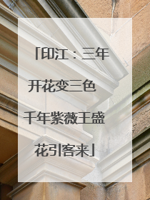 印江：三年开花变三色 千年紫薇王盛花引客来