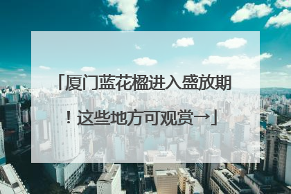 厦门蓝花楹进入盛放期！这些地方可观赏→