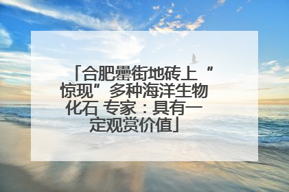 合肥罍街地砖上“惊现”多种海洋生物化石 专家：具有一定观赏价值