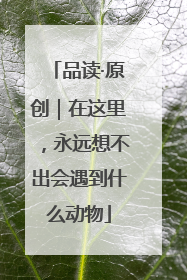 品读·原创｜在这里，永远想不出会遇到什么动物