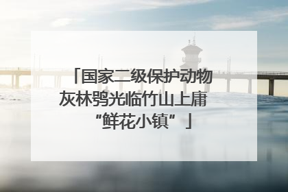 国家二级保护动物灰林鸮光临竹山上庸“鲜花小镇”