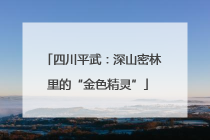 四川平武：深山密林里的“金色精灵”