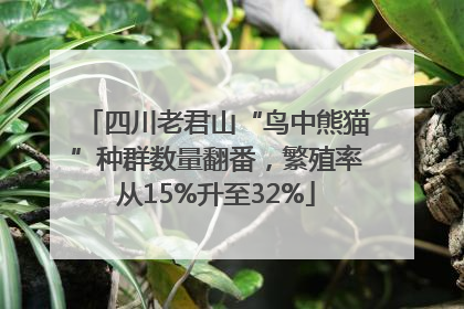 四川老君山“鸟中熊猫”种群数量翻番，繁殖率从15%升至32%