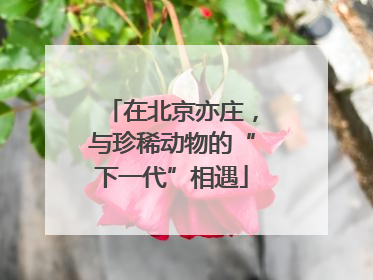 在北京亦庄，与珍稀动物的“下一代”相遇