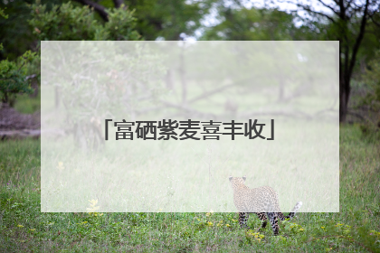 富硒紫麦喜丰收
