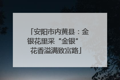 安阳市内黄县：金银花里采“金银” 花香溢满致富路