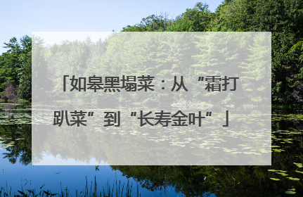 如皋黑塌菜：从“霜打趴菜”到“长寿金叶”