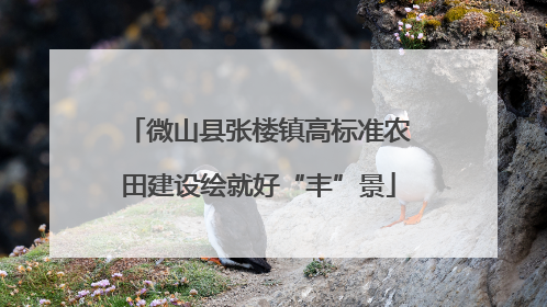 微山县张楼镇高标准农田建设绘就好“丰”景