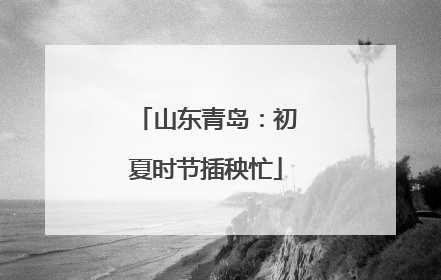 山东青岛：初夏时节插秧忙