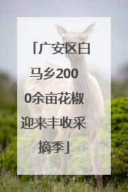 广安区白马乡2000余亩花椒迎来丰收采摘季
