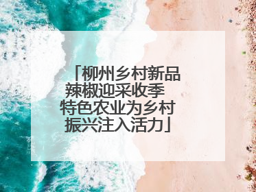 柳州乡村新品辣椒迎采收季 特色农业为乡村振兴注入活力