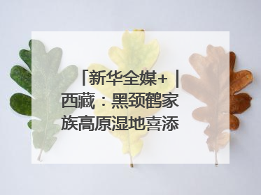 新华全媒+｜西藏：黑颈鹤家族高原湿地喜添“萌宝”