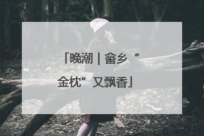 晚潮｜畲乡“金枕”又飘香