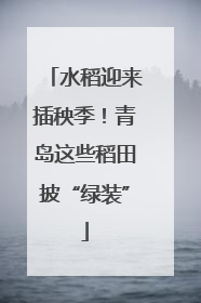 水稻迎来插秧季！青岛这些稻田披“绿装”