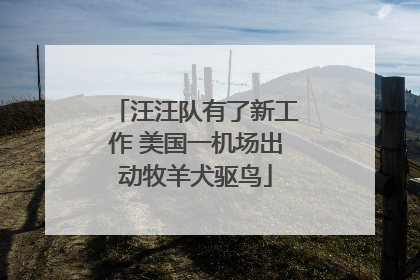 汪汪队有了新工作 美国一机场出动牧羊犬驱鸟