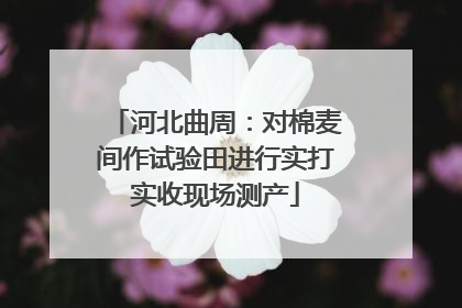 河北曲周：对棉麦间作试验田进行实打实收现场测产