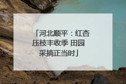 河北顺平：红杏压枝丰收季 田园采摘正当时