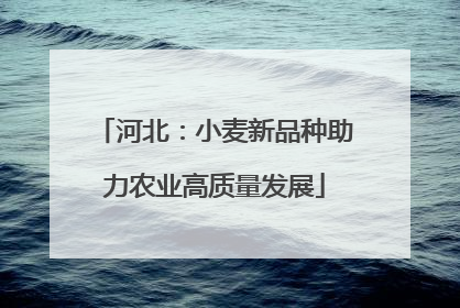 河北：小麦新品种助力农业高质量发展