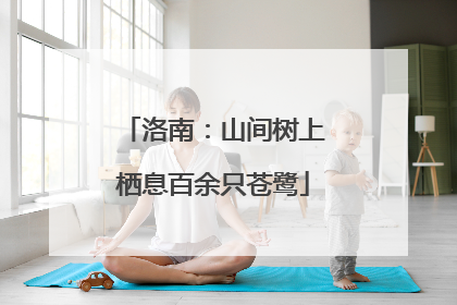 洛南：山间树上栖息百余只苍鹭