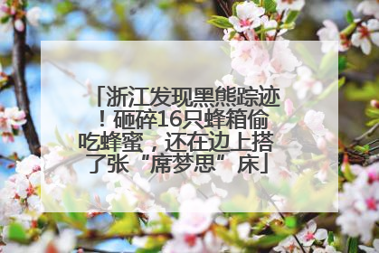 浙江发现黑熊踪迹！砸碎16只蜂箱偷吃蜂蜜，还在边上搭了张“席梦思”床