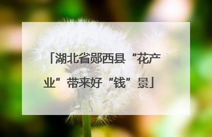 湖北省郧西县“花产业”带来好“钱”景