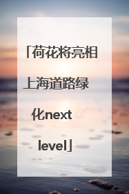 荷花将亮相 上海道路绿化next level