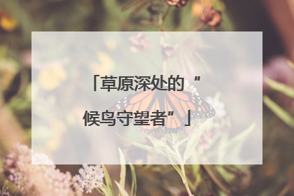 草原深处的“候鸟守望者”