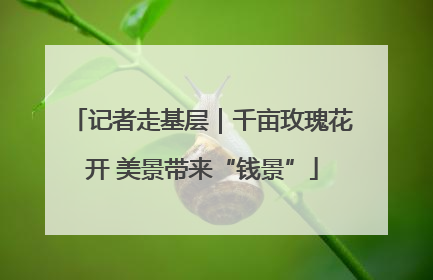 记者走基层｜千亩玫瑰花开 美景带来“钱景”
