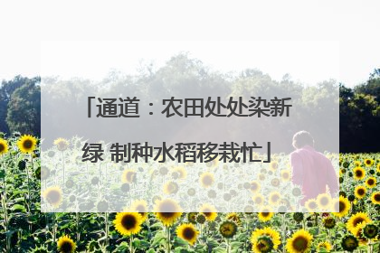 通道：农田处处染新绿 制种水稻移栽忙