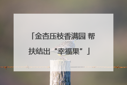 金杏压枝香满园 帮扶结出“幸福果”