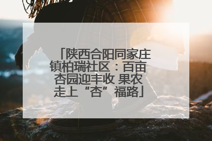 陕西合阳同家庄镇柏瑞社区：百亩杏园迎丰收 果农走上“杏”福路