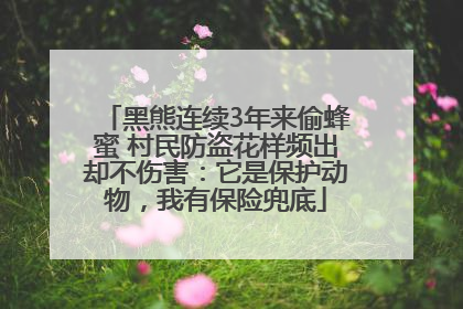 黑熊连续3年来偷蜂蜜 村民防盗花样频出却不伤害：它是保护动物，我有保险兜底
