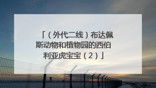 （外代二线）布达佩斯动物和植物园的西伯利亚虎宝宝（2）